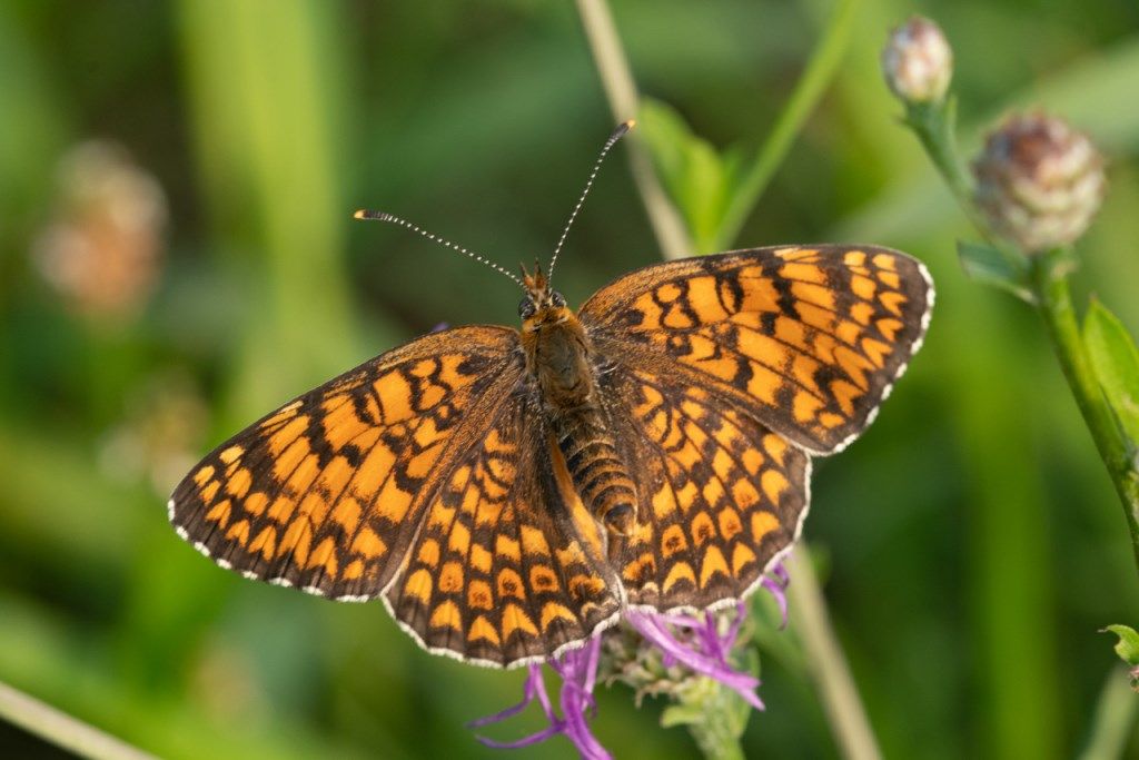 Farfalla da identificare:   Melitaea phoebe e Melitaea didyma